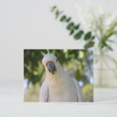 Carte Postale Coco de soufre dépoli Kakadu (Debout devant)