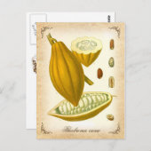 Carte Postale Cocoa - illustration vintage (Devant / Derrière)