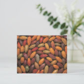 Carte Postale Cocoa pods (Debout devant)