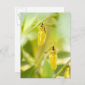 Carte Postale Cocon du papillon de papier de cerf-volant, (Devant / Derrière)