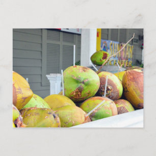 Carte postale Coconut Water Key West FL Coconuts