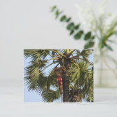 Carte Postale Cocotier (Debout devant)