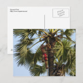 Carte Postale Cocotier (Devant / Derrière)