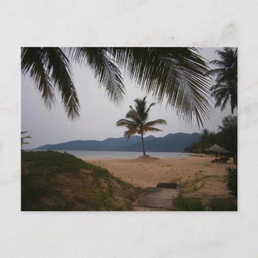 Carte Postale Cocotier (Devant)