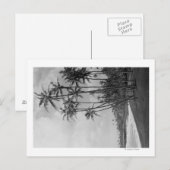 Carte Postale Cocotiers - photographie d'îles hawaïennes (Devant / Derrière)