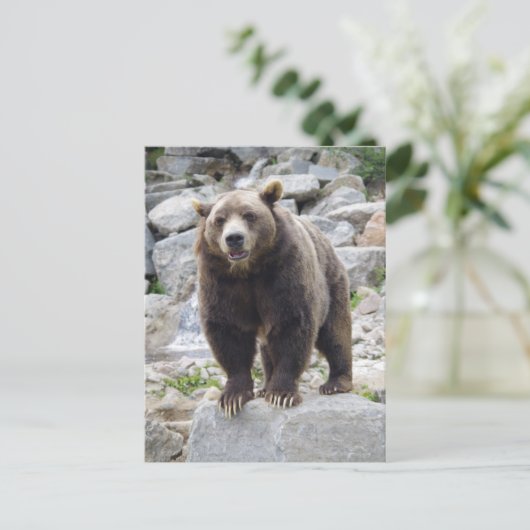 Carte Postale Codiak Bear Standing on a Rock (Debout devant)