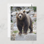 Carte Postale Codiak Bear Standing on a Rock (Devant / Derrière)