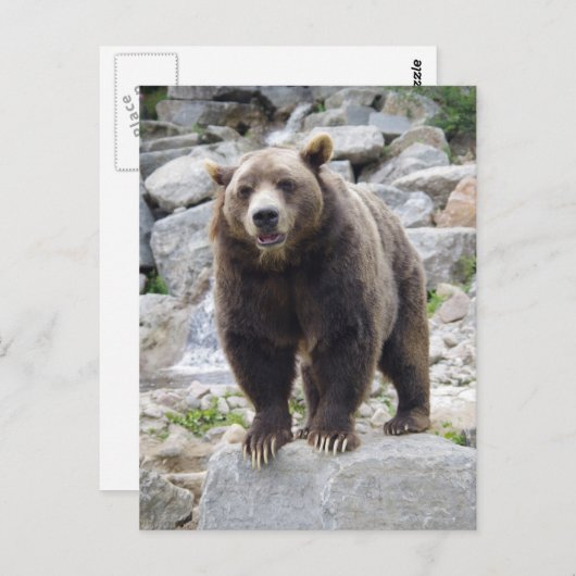 Carte Postale Codiak Bear Standing on a Rock (Devant / Derrière)