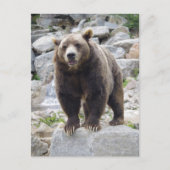 Carte Postale Codiak Bear Standing on a Rock (Devant)