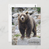 Carte Postale Codiak Bear Standing on a Rock (Devant / Derrière)