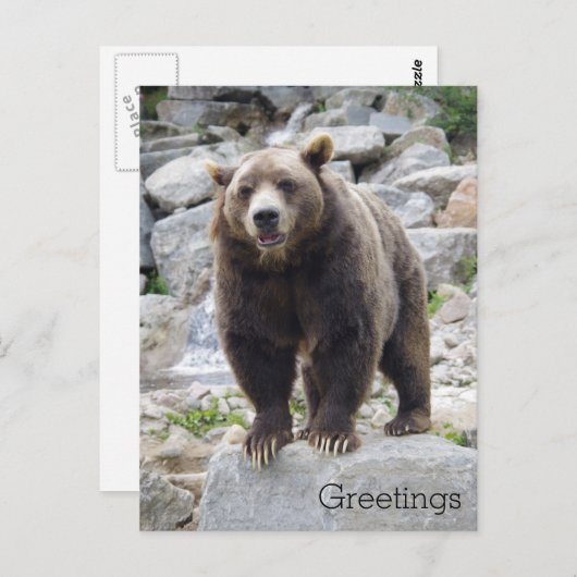 Carte Postale Codiak Bear Standing on a Rock (Devant / Derrière)