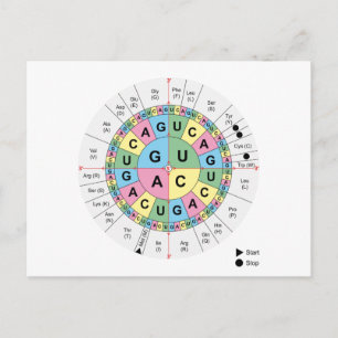Carte postale Codons Amino Acids Graphique Code gé
