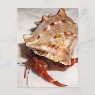 Carte Postale Coenobita violascens hermit crab baby
