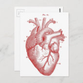 Carte Postale Coeur anatomique rouge (Devant / Derrière)