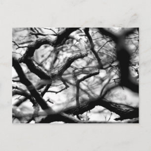 Carte Postale Coeur dans les branches