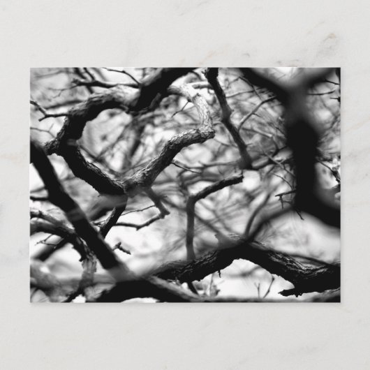 Carte Postale Coeur dans les branches (Devant)