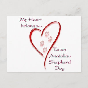Carte Postale Coeur de chien de berger anatolien appartient