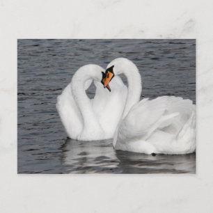 Carte Postale coeur de cygne