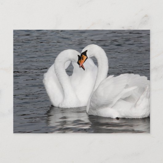 Carte Postale coeur de cygne (Devant)
