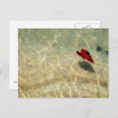 Carte Postale Coeur flottant (Devant / Derrière)