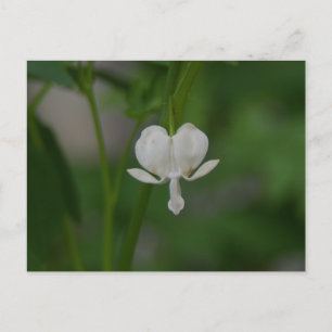 Carte Postale Coeur saignant