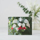 Carte Postale Cœur saignant Botanique Fleur Photographique (Debout devant)