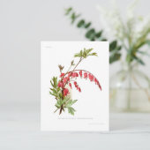 Carte Postale Coeur saignant (Dicentra spectablis) (Debout devant)