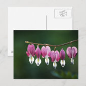 Carte postale Coeurs Dainty (Devant / Derrière)