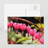 Carte Postale Coeurs délicats en attente (Devant / Derrière)