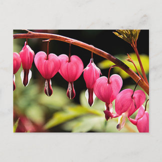 Carte Postale Coeurs délicats en attente