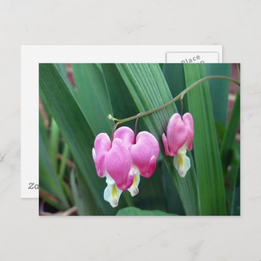 Carte Postale Coeurs saignants (Devant / Derrière)