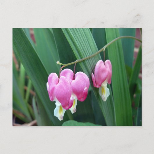 Carte Postale Coeurs saignants (Devant)