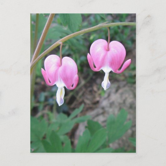 Carte postale Coeurs saignants (Devant)