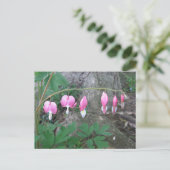 Carte postale Coeurs saignants (Debout devant)