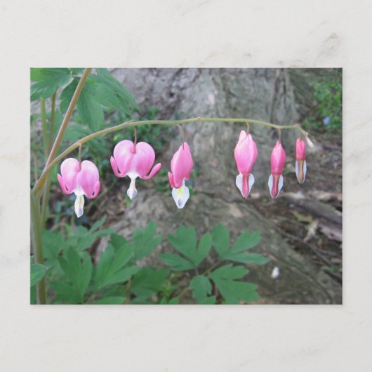 Carte postale Coeurs saignants (Devant)