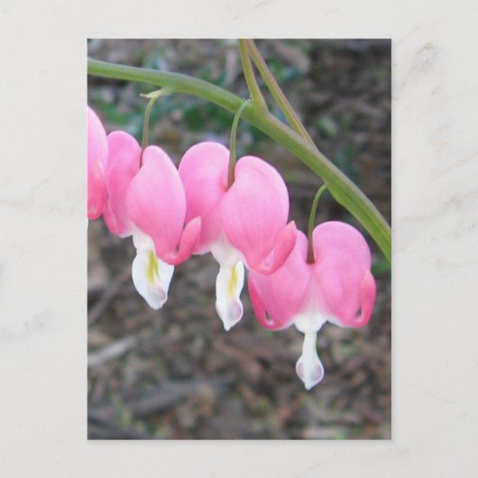 Carte postale Coeurs saignants (Devant)