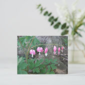 Carte postale Coeurs saignants roses (Debout devant)
