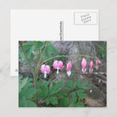 Carte postale Coeurs saignants roses (Devant / Derrière)