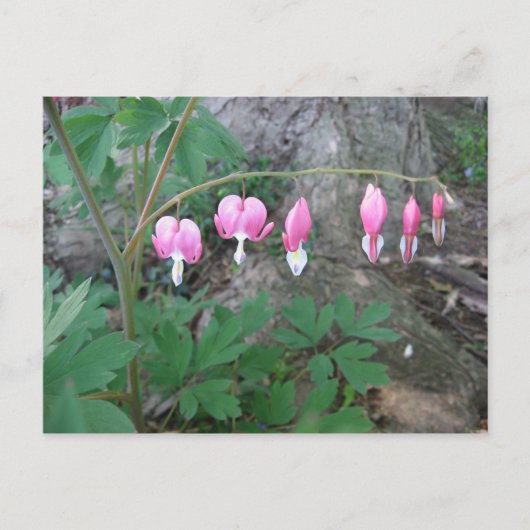 Carte postale Coeurs saignants roses (Devant)
