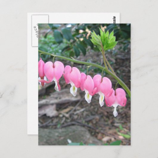 Carte postale Coeurs saignants roses (Devant / Derrière)