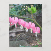 Carte postale Coeurs saignants roses (Devant)