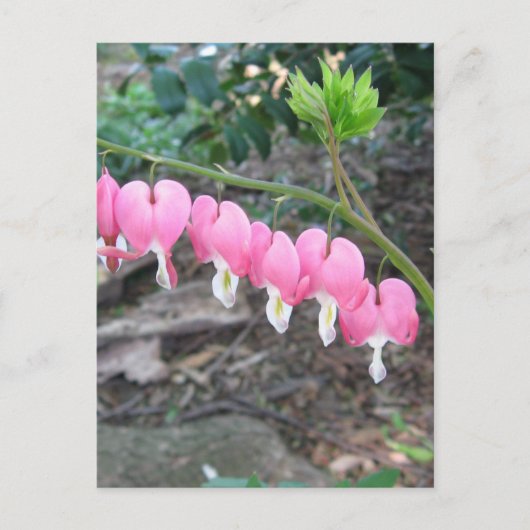 Carte postale Coeurs saignants roses (Devant)