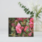 Carte Postale Cognassier à fleurs roses de printemps (Debout devant)