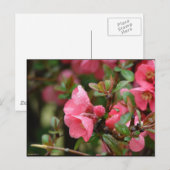 Carte Postale Cognassier à fleurs roses de printemps (Devant / Derrière)