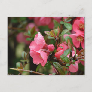 Carte Postale Cognassier à fleurs roses de printemps
