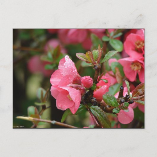 Carte Postale Cognassier à fleurs roses de printemps (Devant)