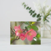 Carte Postale Cognassier à Fleurs Roses Glow (Debout devant)