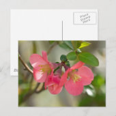 Carte Postale Cognassier à Fleurs Roses Glow (Devant / Derrière)
