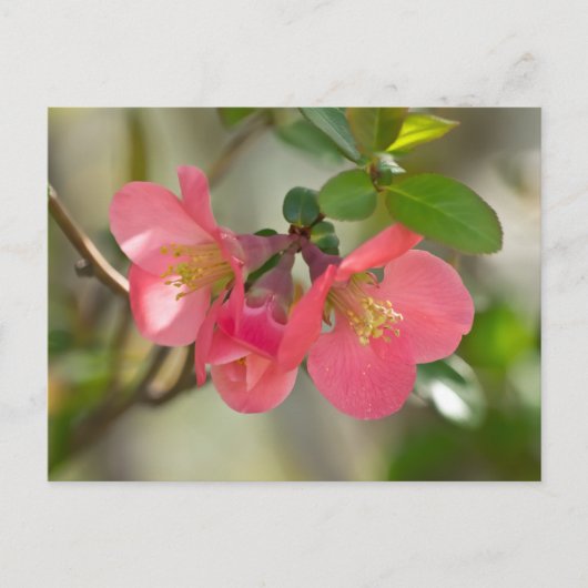 Carte Postale Cognassier à Fleurs Roses Glow (Devant)