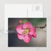 Carte Postale Coingot de Fleur de Poirier Parfait Rose (Devant / Derrière)